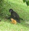 Mother Monkey langur with her new born baby