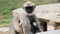 Mother monkey sits with her cub among ruins in India