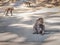 he mother monkey was sitting and searching for and eliminating the baby`s insects by the sea