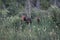 Mother moose with baby in pine forest