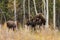 Mother moose with calves in high grass in Alaska