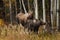 Mother moose with calves in high grass in Alaska