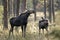 Mother moose and her calf