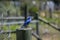 Mother Mountain bluebird