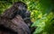 A mother mountain gorilla holding her infant in Uganda.