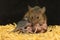 A mother mouse is breastfeeding her babies.