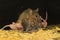 A mother mouse is breastfeeding her babies.