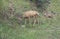 Mother mule deer doe and two spotted fawns baby grazing in meadow Colorado