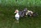 Mother Muscovy Duck Swimming with Five Ducklings