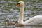 A Mother Mute Swan and Her Cygnets Swimming, Stratford, Ontario, Canada