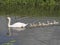 Mother Mute Swan leading six baby Signets on River