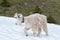 Mother nanny and baby kid mountain goats on Hurricane Ridge in Olympic National Park in Washington state USA