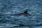 Mother And Newborn Baby Bottlenose Dolphin During A Salmon Hunting Lesson At The Moray Firth Near Inverness In Scotland