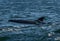 Mother And Newborn Baby Bottlenose Dolphin During A Salmon Hunting Lesson At The Moray Firth Near Inverness In Scotland