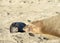 Mother and newborn baby elephant seals, face to face