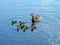 Mother with newborn ducklings