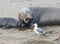 Mother Northern Elephant Seal with Newborn and Sea Gull