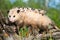 Mother opossum with her entire litter on her back