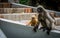 Mother with orange baby Dusky monkee sitting on wall next to steps