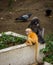 Mother and orange baby dusky monkey sitting on white wall with pidgeons in the background