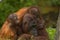 Mother orangutan and babies