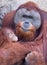 Mother orangutan with baby