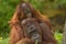 Mother orangutan and baby