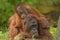 Mother orangutan and baby