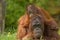 Mother orangutan and baby