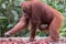 Mother orangutan chooses ripe rambutan and her child clung to he