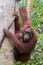 Mother orangutan clings woody vine and her baby on her hands che