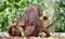 Mother orangutan and cub