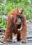 Mother orangutan and cub in a natural habitat. Bornean orangutan Pongo pygmaeus wurmbii in the wild nature. Rainforest of Islan