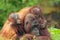 Mother orangutan with her babi