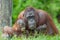 Mother orangutan with her baby