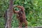 Mother orangutan with her baby stands on a log and rests about a tree (Indonesia)