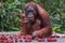 Mother orangutan holding her baby and eats rambutan on a wooden