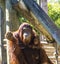 Mother Orangutan With Infant