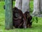 Mother Orangutan Relaxing in Shade as Child Eats