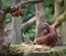 Mother orangutang with its baby