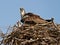 Mother Osprey and Baby