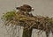 Mother Osprey Feeds Her Baby Chicks, Miles River