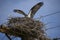 Mother Osprey into Nest