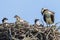 Mother Osprey Protecting Her Young Babies in Their Nest