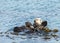 Mother otter with active Juvenile otter in calm water wrapping up with kelp