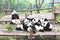 Mother panda bear and cute cubs playing together. Giant Panda Breeding Research Base Xiongmao Jidi Chengdu China