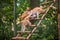 Mother patas monkey and child in zoo