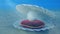 Mother of pearls underwater. Sea shell underwater with pearl inside and red velvet pillow. Oysters and pearls on the