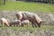 mother pig with her piglets on a meadow eat farm agriculture pork