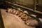Mother pig locked in a cage with her piglets on a breeding farm
